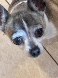 Lost Female Dog last seen Near Colorado Dr NW, Salem, OR, Salem, OR 97304