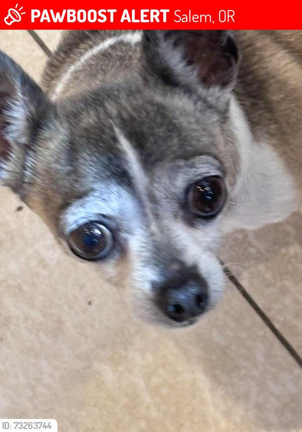 Lost Female Dog last seen Near Colorado Dr NW, Salem, OR, Salem, OR 97304