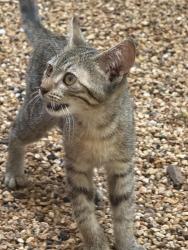 Found/Stray Female Cat last seen Townville Street, Seneca SC, Seneca, SC 29672