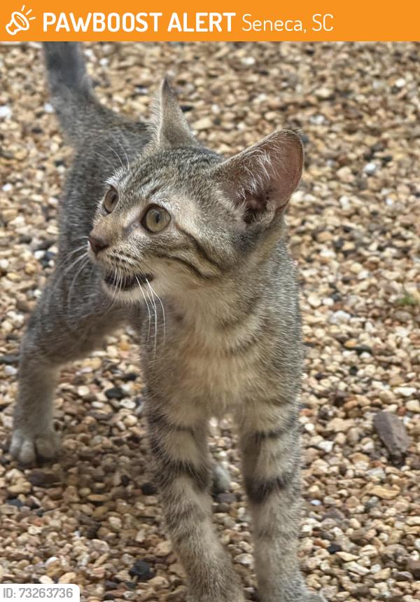 Found/Stray Female Cat last seen Townville Street, Seneca SC, Seneca, SC 29672