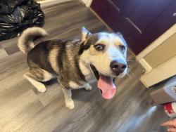 Found/Stray Male Dog last seen Hwy 6 and WLY, Houston, TX 77084