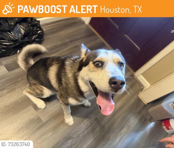 Found/Stray Male Dog last seen Hwy 6 and WLY, Houston, TX 77084