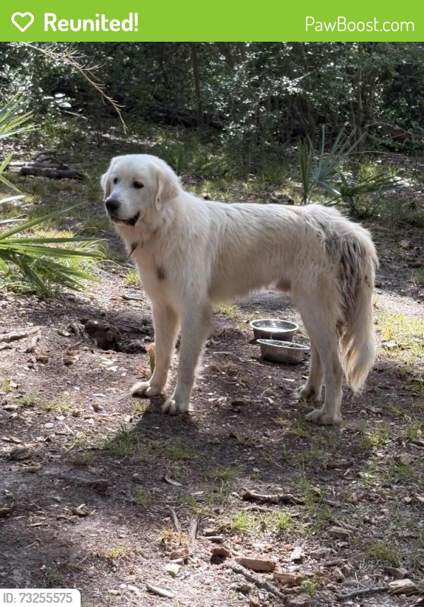 Reunited Male Dog last seen Bud Hadfield Park, Cypress, TX 77429
