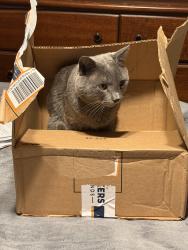 Reunited Male Cat last seen Creekview Dr, Kernersville, NC 27284, USA, Kernersville, NC 27284