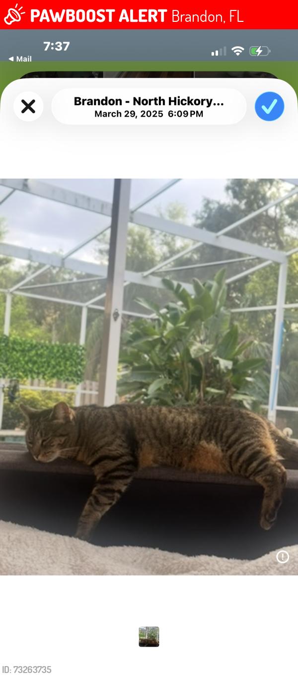 Lost Female Cat last seen John Moore, Brandon, FL 33511