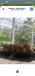 Lost Female Cat last seen John Moore, Brandon, FL 33511