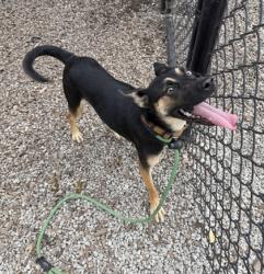 Shelter Stray Male Dog last seen Near Glendale Rd Scottdale, 30079, 30079, GA, 3280 Chamblee Dunwoody Rd, Chamblee, GA 30341, USA