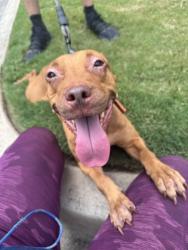 Shelter Stray Unknown Dog last seen Near Stonecrest Industrial Wy, Lithonia, GA 30058, 30058, GA, 3280 Chamblee Dunwoody Rd, Chamblee, GA 30341, USA
