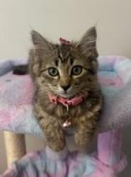 Shelter Stray Female Cat last seen Near Amanda Dr, Lithonia, GA 30058, 30058, GA, 3280 Chamblee Dunwoody Rd, Chamblee, GA 30341, USA