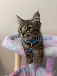 Shelter Stray Male Cat last seen Near Amanda Dr, Lithonia, GA 30058, 30058, GA, 3280 Chamblee Dunwoody Rd, Chamblee, GA 30341, USA