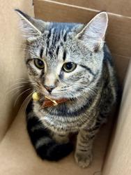 Shelter Stray Female Cat last seen Near whitefoord ave sE Atlanta, GA 30317, 30317, GA, 3280 Chamblee Dunwoody Rd, Chamblee, GA 30341, USA