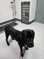 Shelter Stray Male Dog last seen 2nd and International, Oakland, CA, 1101 29th Ave, Oakland, CA 94601, USA