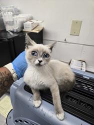 Shelter Stray Female Cat last seen Near 73rd Ave, Oakland, CA, 1101 29th Ave, Oakland, CA 94601, USA