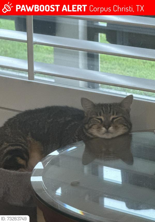 Lost Female Cat last seen Veterans high school, Corpus Christi, TX 78414