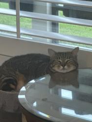 Lost Female Cat last seen Veterans high school, Corpus Christi, TX 78414