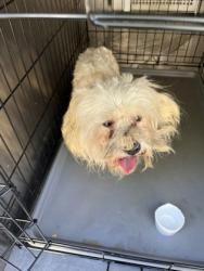 Shelter Stray Male Dog last seen Near US 80, 75150, TX, 1650 Gross Rd, Mesquite, TX 75149, USA