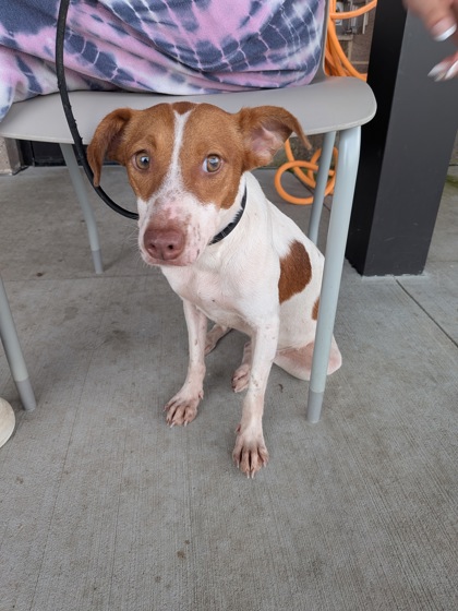 Shelter Stray Female Dog last seen Near Donald Lee Hollowell Parkway Northwest, Atlanta, GA, 1251 Fulton Industrial Blvd NW, Atlanta, GA 30336, USA