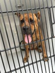 Shelter Stray Female Dog last seen Near Derek industrial parkway, Union City, GA, 1251 Fulton Industrial Blvd NW, Atlanta, GA 30336, USA