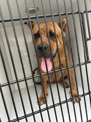 Shelter Stray Female Dog last seen Near Derek industrial parkway, Union City, GA, 1251 Fulton Industrial Blvd NW, Atlanta, GA 30336, USA