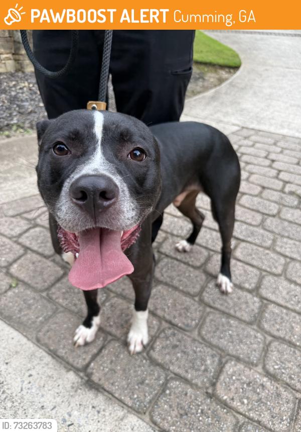 Found/Stray Male Dog last seen Dr. Bramblett and Wallace Lake Circle/. Lake Astoria, Cumming, GA 30040