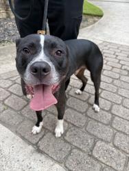 Found/Stray Male Dog last seen Dr. Bramblett and Wallace Lake Circle/. Lake Astoria, Cumming, GA 30040