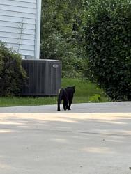 Found/Stray Unknown Cat last seen Third st, Herndon, VA 20170