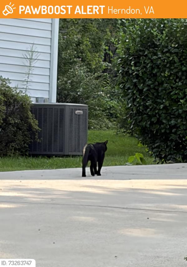 Found/Stray Unknown Cat last seen Third st, Herndon, VA 20170