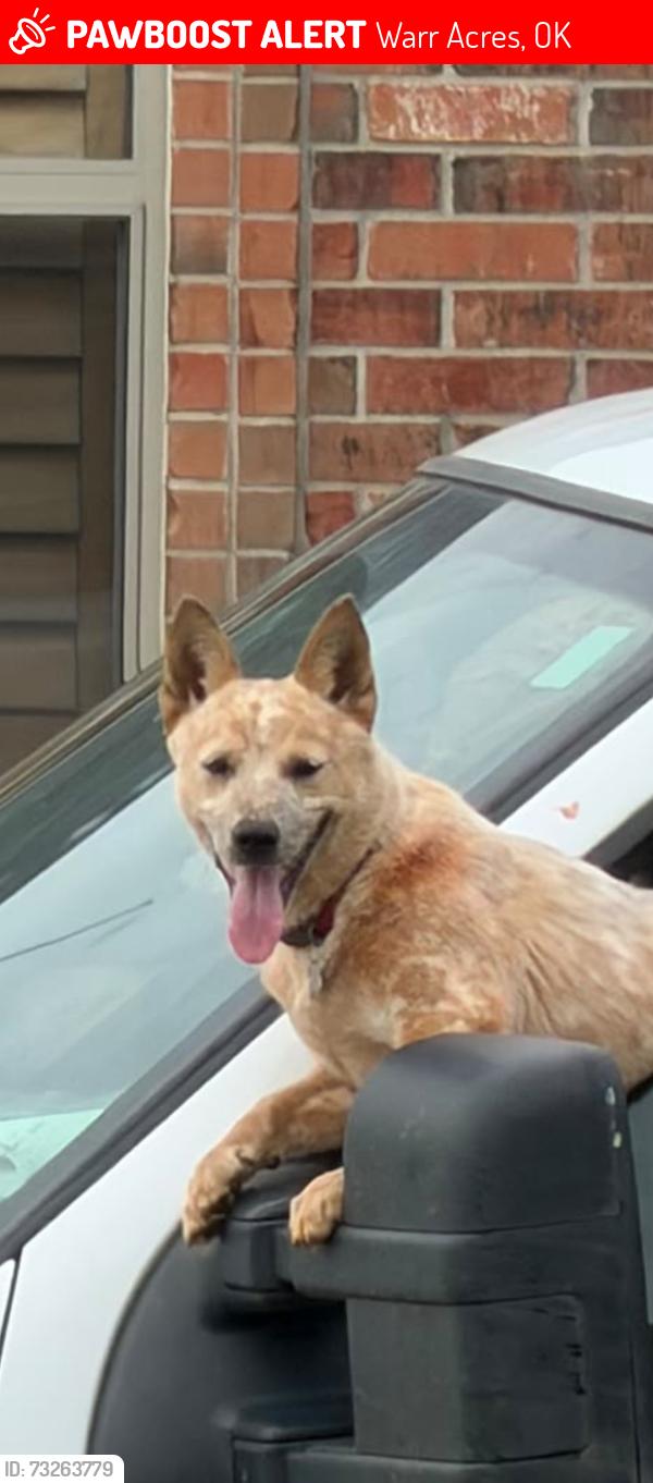 Lost Female Dog last seen McArthur, Warr Acres, OK 73122