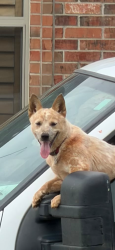 Lost Female Dog last seen McArthur, Warr Acres, OK 73122