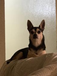 Lost Male Dog last seen Near E Ash Ln, Euless, TX 76039