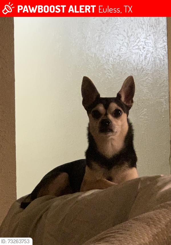 Lost Male Dog last seen Near E Ash Ln, Euless, TX 76039
