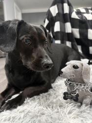 Reunited Male Dog last seen Park across westney road, Ajax, ON L1T 2H4