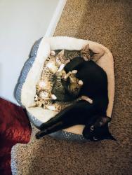 Lost Female Cat last seen North Bluff Apts, North Charleston, SC 29406