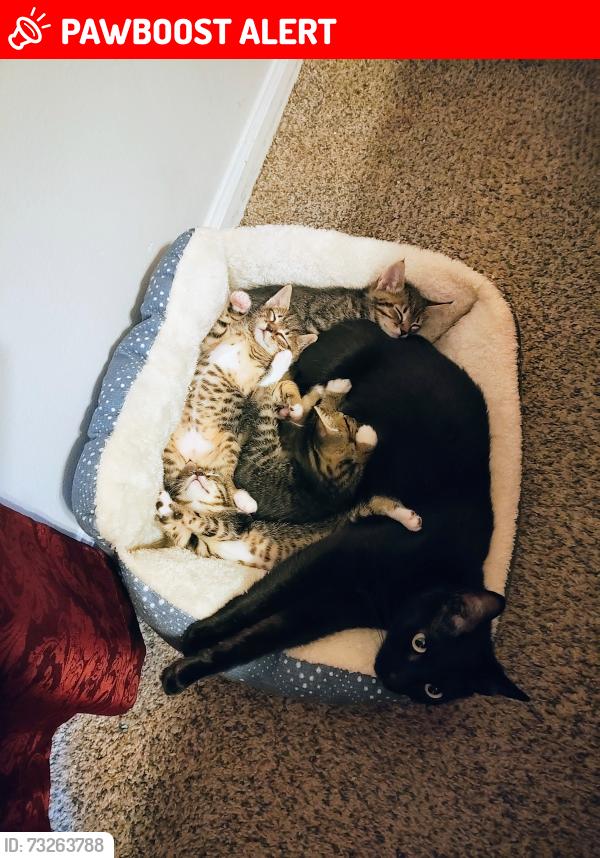 Lost Female Cat last seen North Bluff Apts, North Charleston, SC 29406