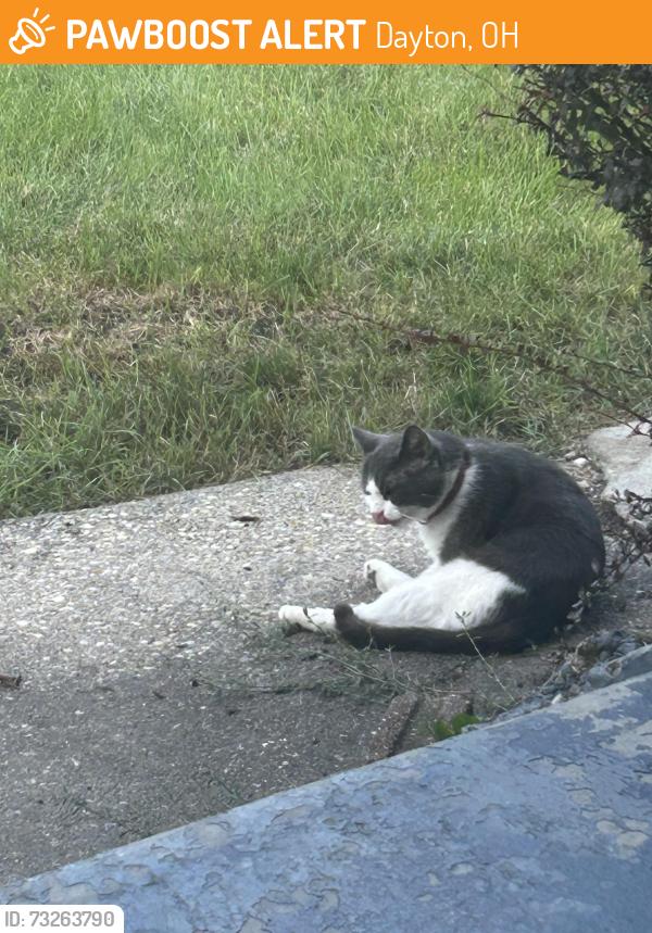 Found/Stray Unknown Cat last seen W Second st, Dayton, OH 45417