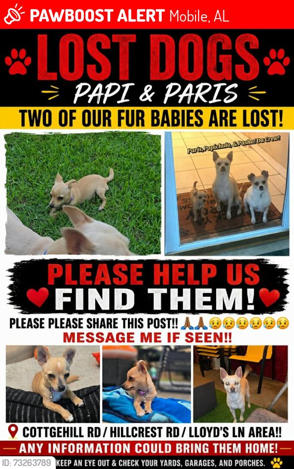 Lost Male Dog last seen Hillcrest Rd Lloyd's Ln area, Mobile, AL 36693
