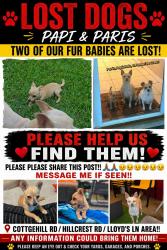 Lost Male Dog last seen Hillcrest Rd Lloyd's Ln area, Mobile, AL 36693