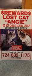 Lost Female Cat last seen Camball run road, Brick church, could have gone to the other side of the creek.at crooked creek., Ford City, PA 16226