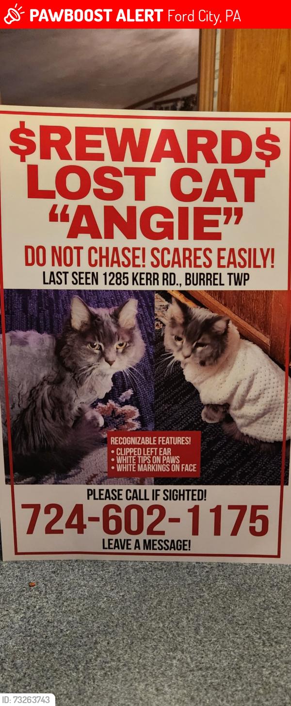 Lost Female Cat last seen Camball run road, Brick church, could have gone to the other side of the creek.at crooked creek., Ford City, PA 16226