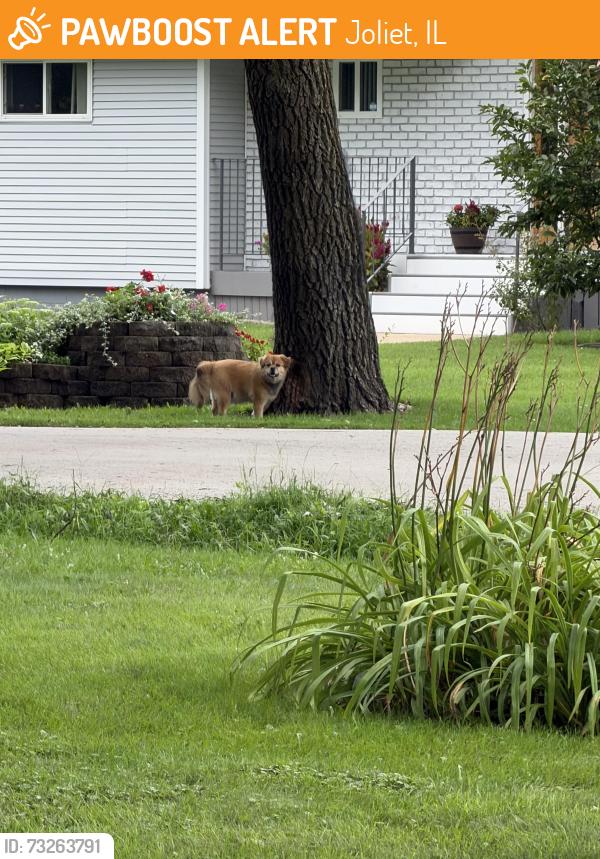 Found/Stray Unknown Dog last seen Poplar Street, Joliet | Crystal Lawns Area, Joliet, IL 60435