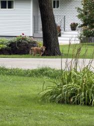 Found/Stray Unknown Dog last seen Poplar Street, Joliet | Crystal Lawns Area, Joliet, IL 60435