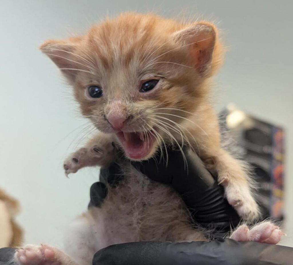 Shelter Stray Male Cat last seen Near Hollister Street, San Diego, CA, 92154, 5500 Gaines St, San Diego, CA 92110, USA