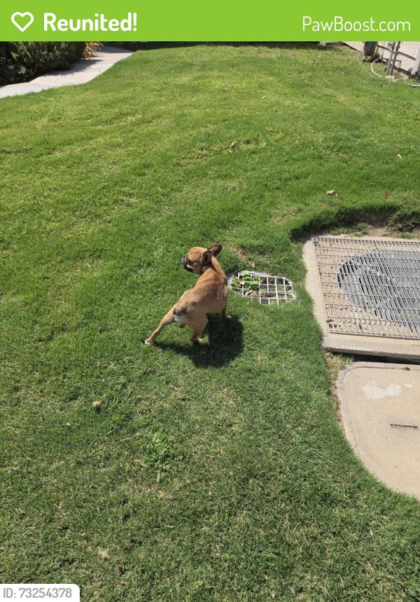 Reunited Male Dog last seen Olympia and hanover circle, Bakersfield, CA 93309