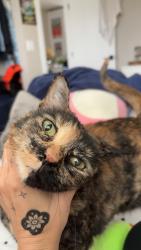Reunited Female Cat last seen adams and 30th, San Diego, CA 92116