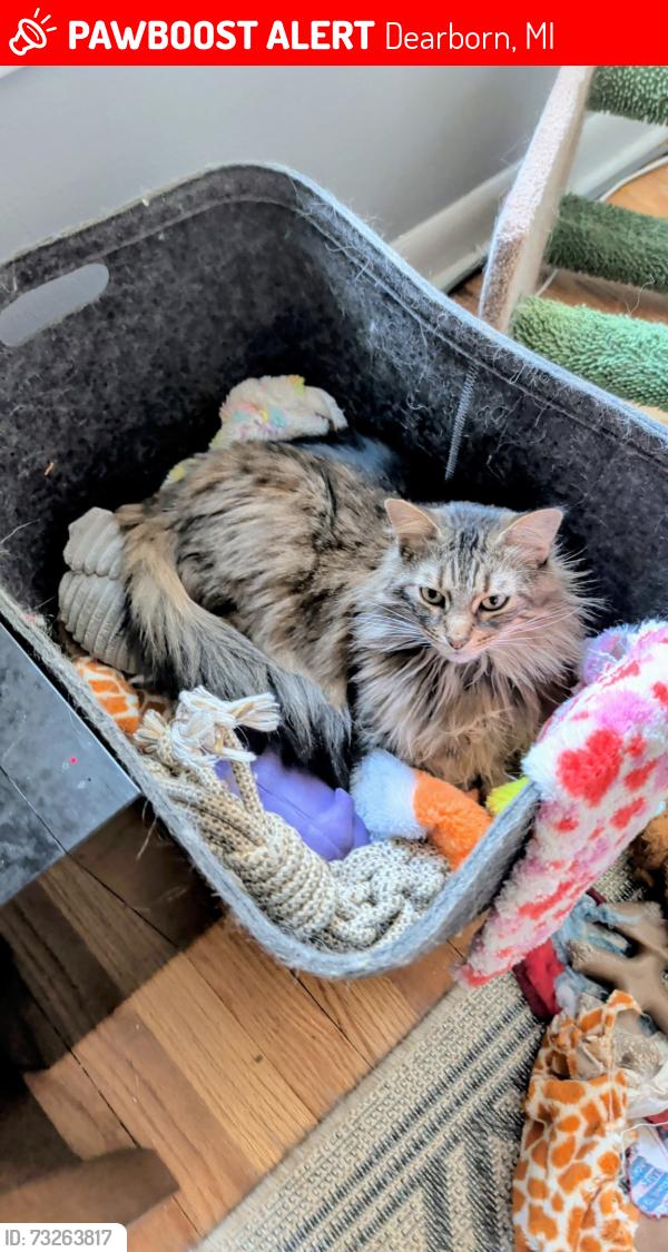 Lost Male Cat last seen Michigan ave and gulley, Dearborn, MI 48124