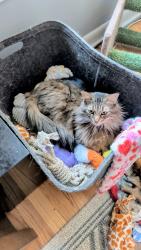 Lost Male Cat last seen Michigan ave and gulley, Dearborn, MI 48124