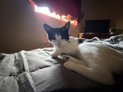 Reunited Female Cat last seen Apple, Oceanside, CA 92054