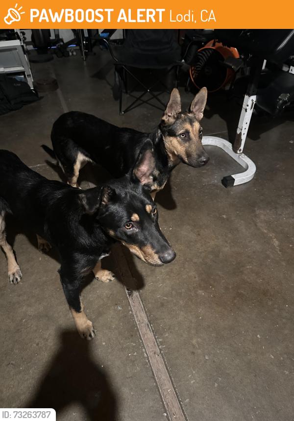 Found/Stray Female Dog last seen West Turner Ave, Lodi, CA 95258