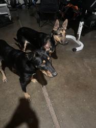 Found/Stray Female Dog last seen West Turner Ave, Lodi, CA 95258
