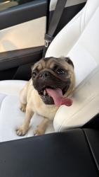Found/Stray Male Dog last seen West boulevard, Cleveland, OH 44102